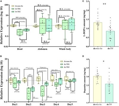 The L-DOPA/Dopamine Pathway Transgenerationally Regulates Cuticular Melanization in the Pea Aphid Acyrthosiphon pisum